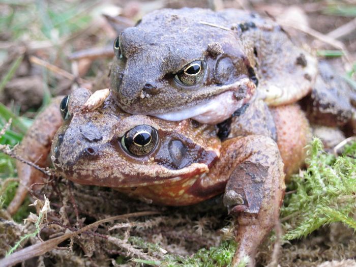 Das Kröten-Männchen lässt sich huckepack vom Weibchen tragen