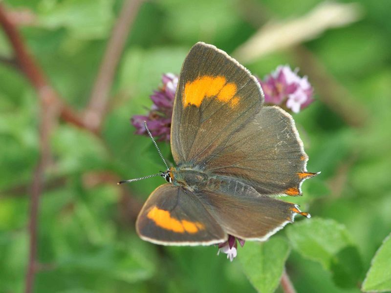 Vortrag Zur Situation der Natur im Kreis Lippe