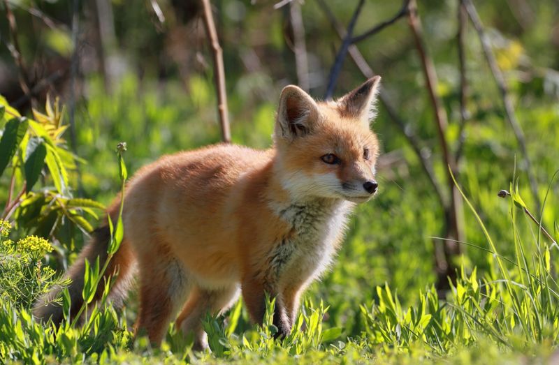 Der BUND Lippe unterstützt die Online-Unterschriftenaktion gegen die skandalöse Schliefanlage in Lemgo-Voßheide.