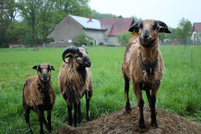 AG Wolf - Naturschutz mit Schafen in der Kulturlandschaft
