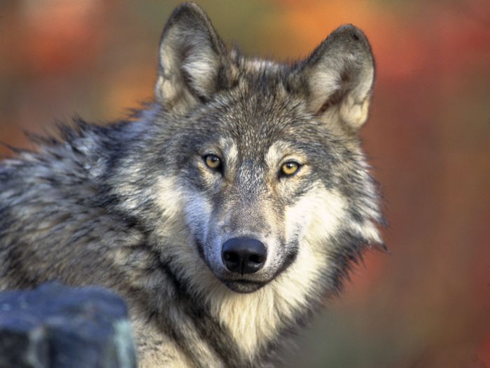 Wolf